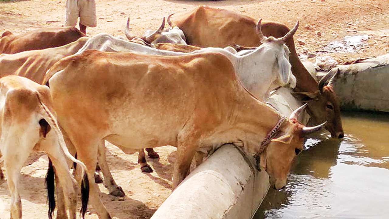 Ahmedabad: Man arrested for having unnatural sex with cow