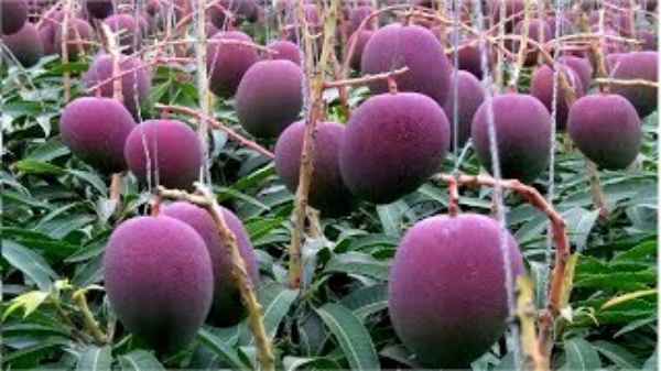 How Japan Farmer Produces Worlds Most Expensive Mangoes At Nearly ₹ 19,000 Each