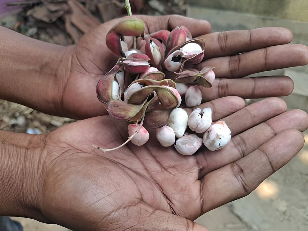 கொடுக்காய்ப்புளி