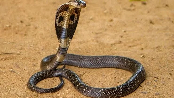 பாம்பு
