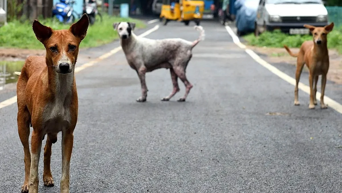 தெருநாய்