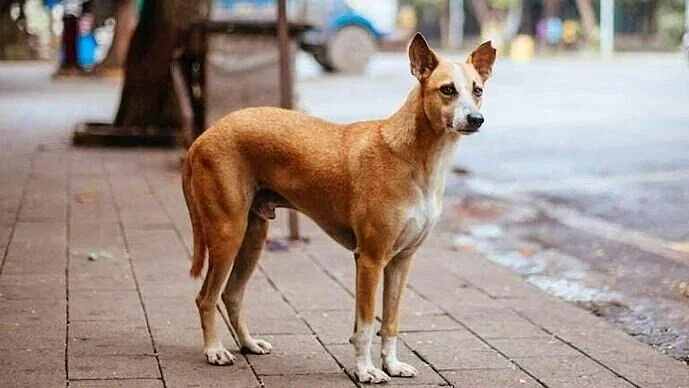 நாய்