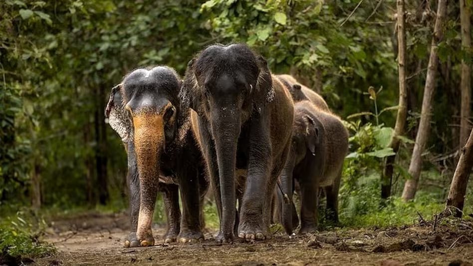 வந்தாரா விலங்கியல் பூங்கா