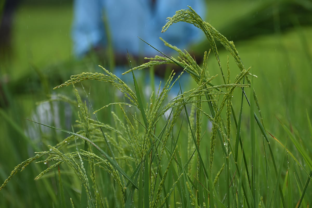 புத்தரி அறுவடைத் திருவிழா!