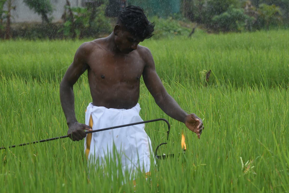 புத்தரி அறுவடைத் திருவிழா!