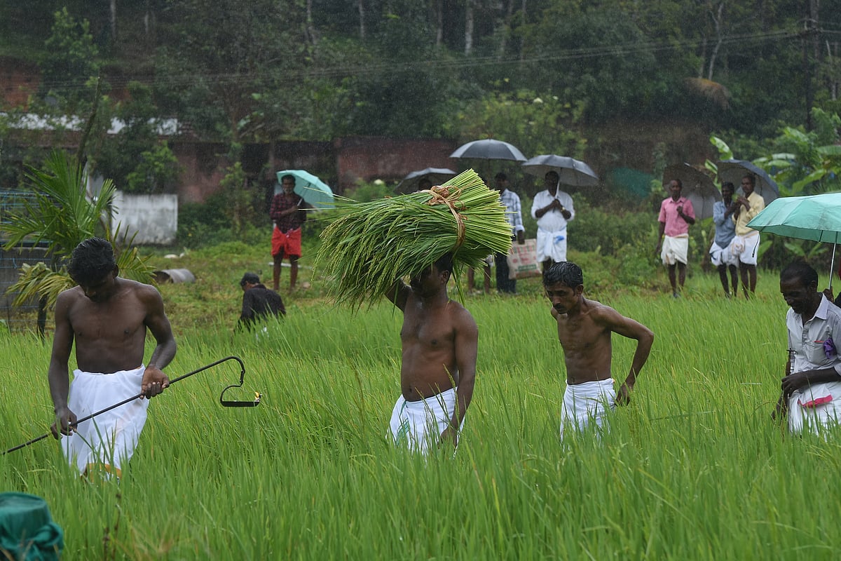 புத்தரி அறுவடைத் திருவிழா!