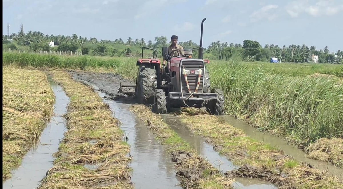 டிராக்டர் ஓட்டி அழிக்கப்பட்ட நெற்பயிர்