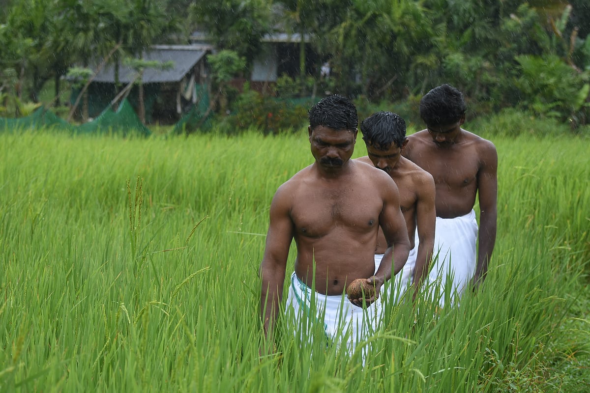 புத்தரி அறுவடைத் திருவிழா!