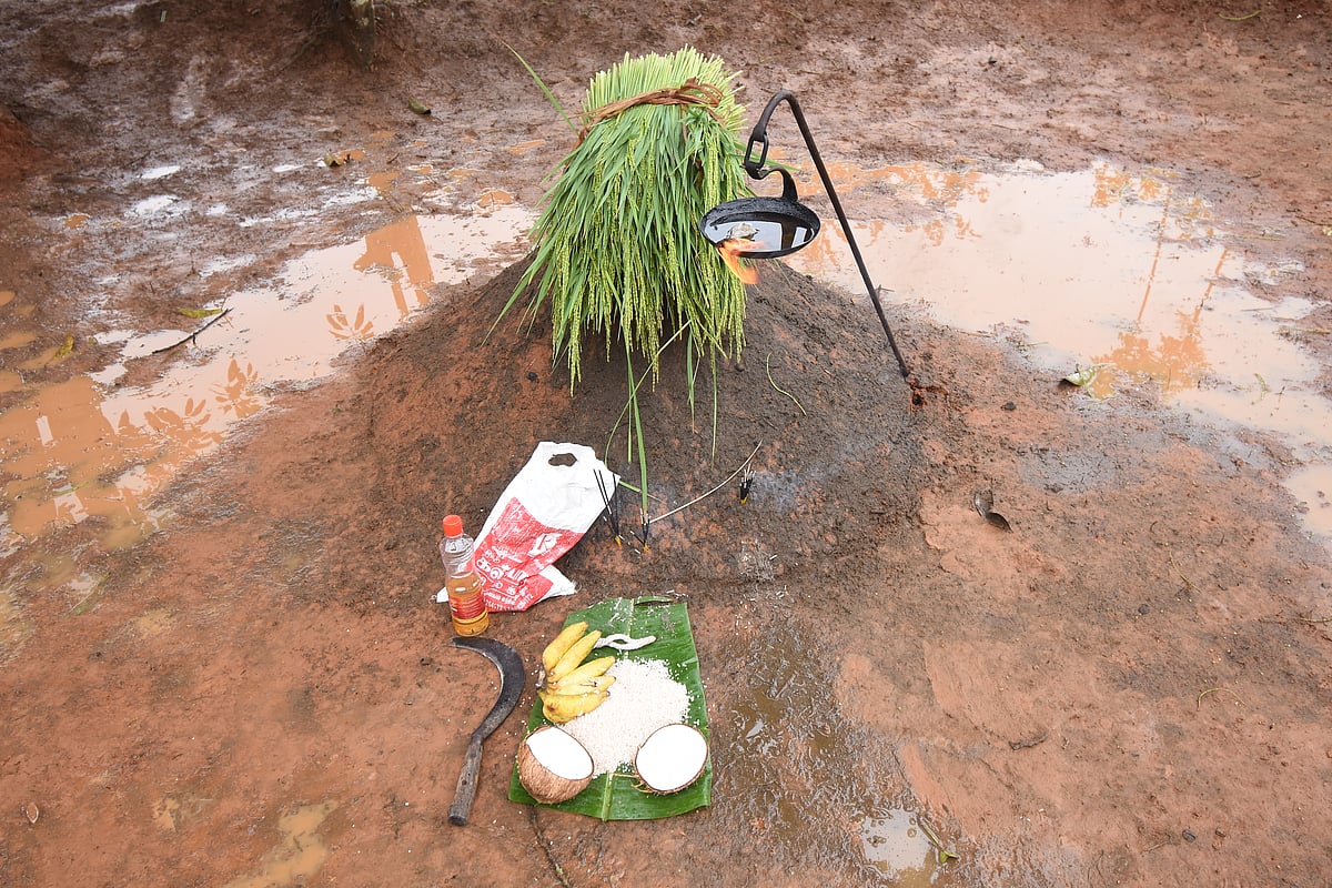 புத்தரி அறுவடைத் திருவிழா!