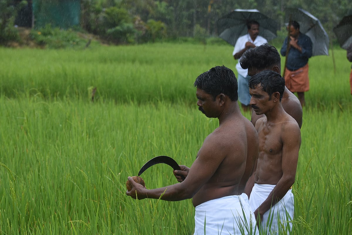 புத்தரி அறுவடைத் திருவிழா!