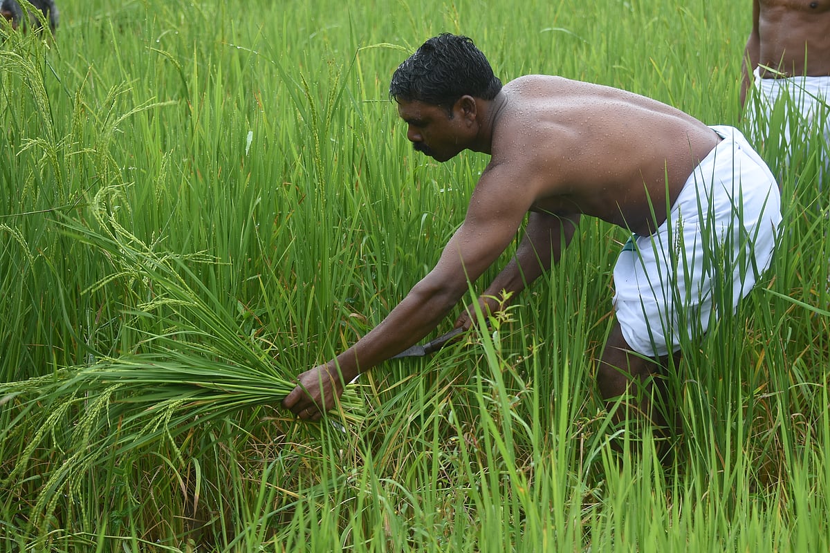 புத்தரி அறுவடைத் திருவிழா!