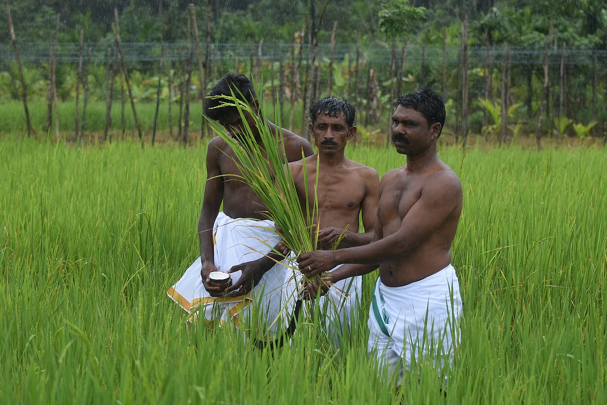 புத்தரி அறுவடைத் திருவிழா!