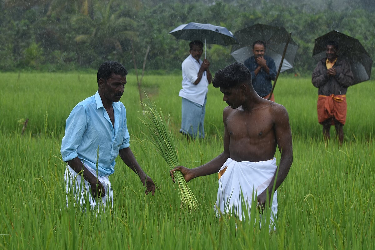 புத்தரி அறுவடைத் திருவிழா!