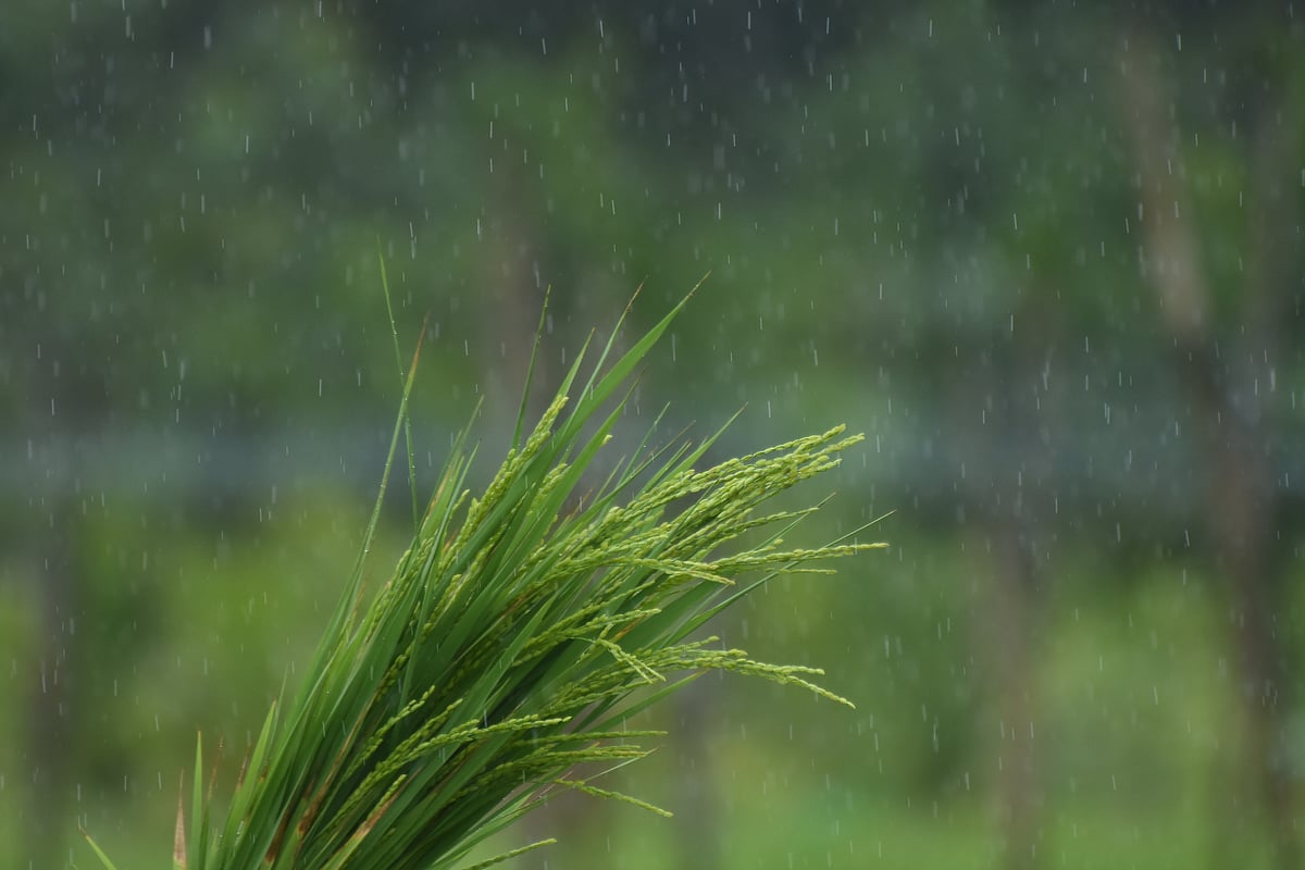 புத்தரி அறுவடைத் திருவிழா!