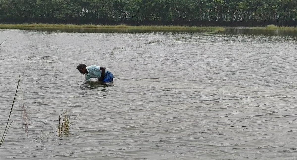 மூழ்கிய வயலில் விவசாயி
