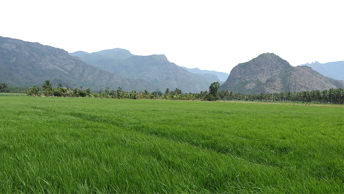 விவசாய நிலம்