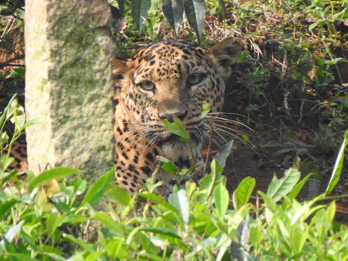 சிறுத்தை