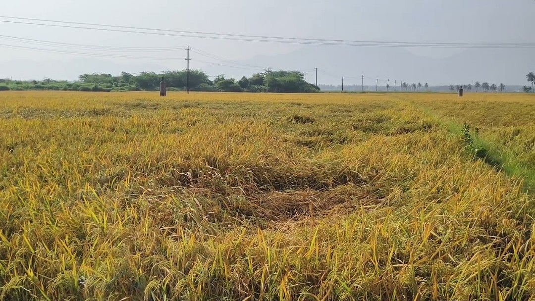 அறுவடைக்குத் தயாரான நெல்