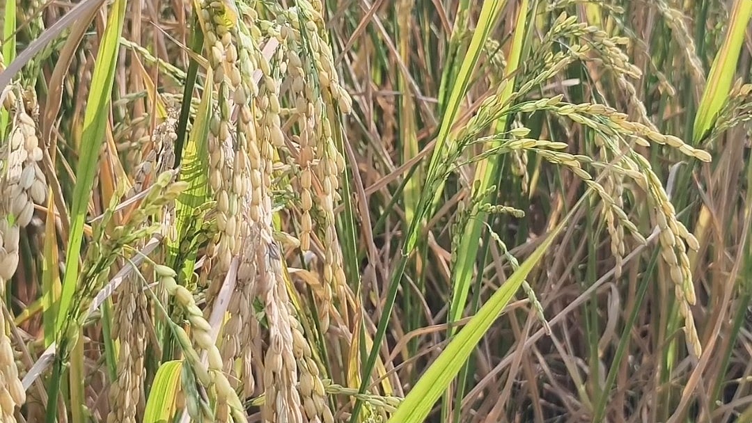 அறுவடைக்குத் தயாரான நெல்