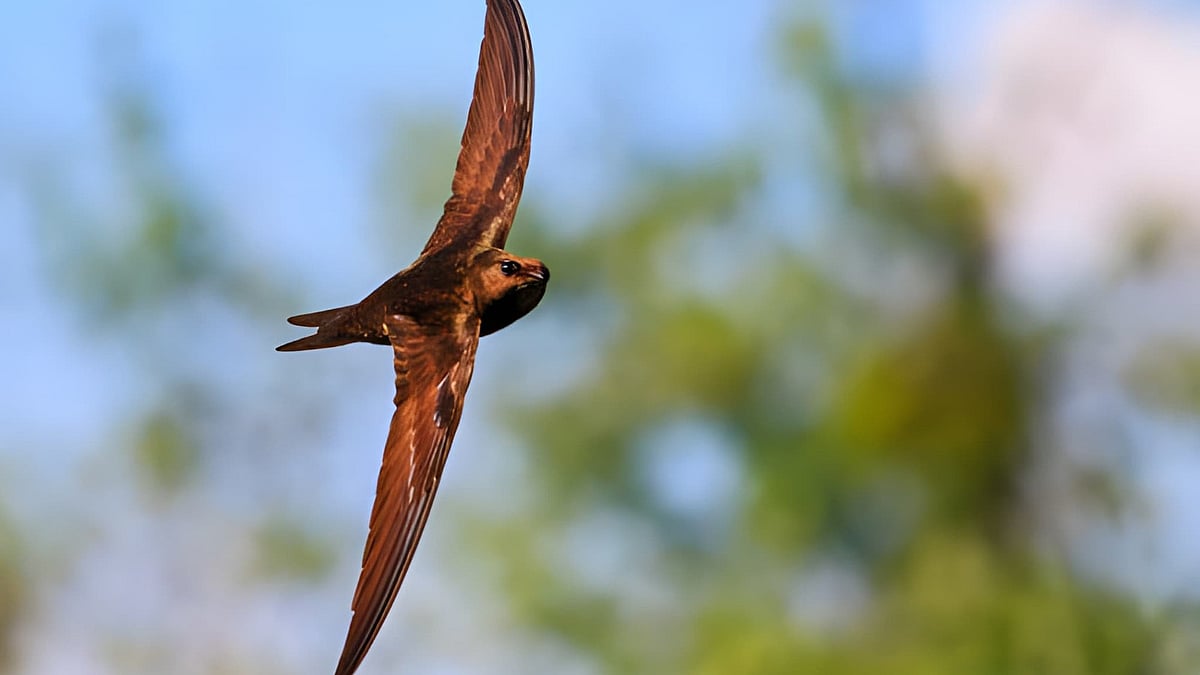 ஊர்க்குருவி