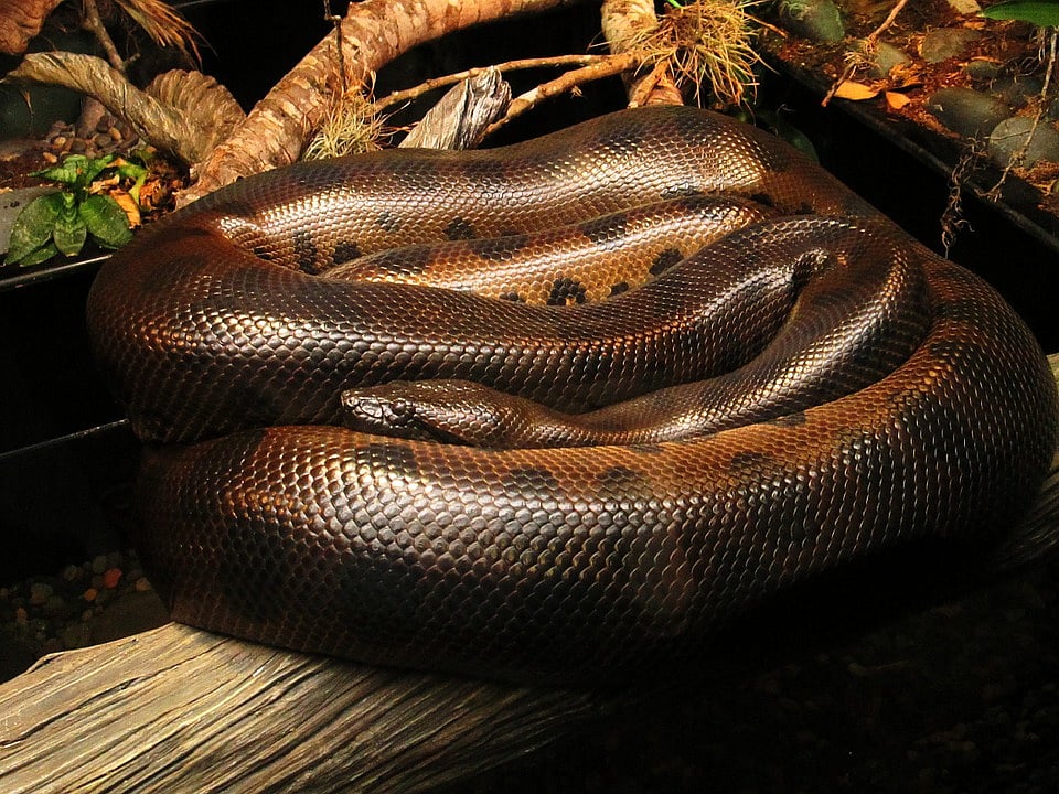 பாம்புகள்
